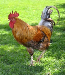 Red brown handsome wingate rooster with long tail feathers and large comb in the grass