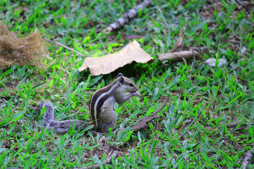 squirrel eating in a garden