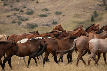 Horse Herd