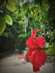 red flower in the alley