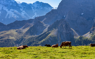 cows grazing in the alps © Laura Andersen