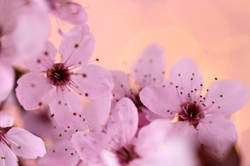 cherry flower macro. Spring floral background. Blooming cherry close-up on a light pink delicate background. copy space.Sprigs of cherry blossoms.Pink nature flowering background
