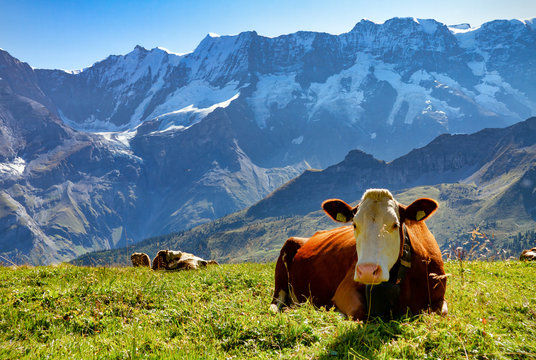 cow in the alps