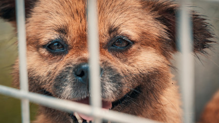 Portrait of sad dog in shelter behind fence waiting to be rescued and adopted to new home. Shelter...