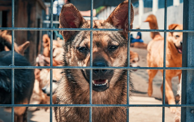 Portrait of sad dog in shelter behind fence waiting to be rescued and adopted to new home. Shelter...