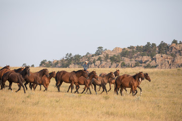 Horse Herd