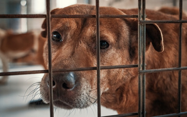 Portrait of sad dog in shelter behind fence waiting to be rescued and adopted to new home. Shelter...