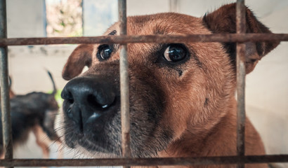 Portrait of sad dog in shelter behind fence waiting to be rescued and adopted to new home. Shelter for animals concept