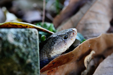 Close - up head of The Banded kukri snake ( Oligodon fasciolatus ) in forest, Black stripes on the body of brown reptile, Poisonous reptile on the ground with brown dry leaf in Thailand