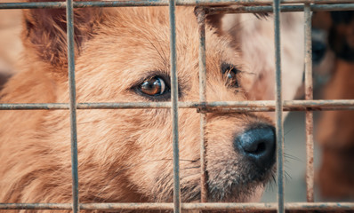 Portrait of sad dog in shelter behind fence waiting to be rescued and adopted to new home. Shelter...