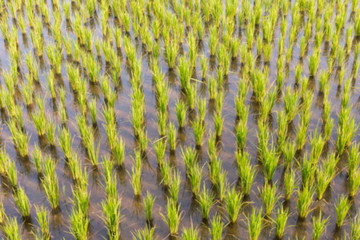 The Rice Field Blurred Background