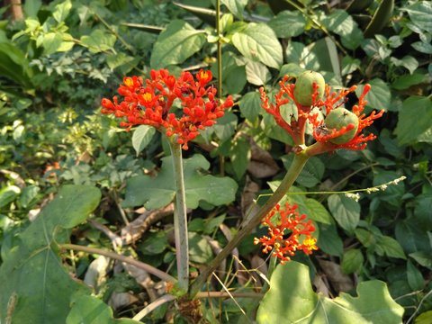 Jatropha podagrica