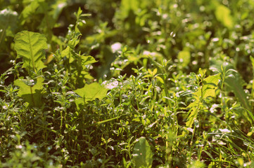Green grass in early morning covered with water drops. Natural abstract background retro style toned