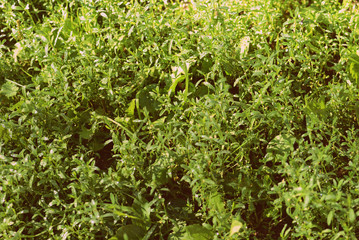 Green grass in early morning covered with water drops. Natural abstract background retro style toned