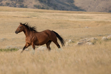 Fototapeta premium Horse Herd