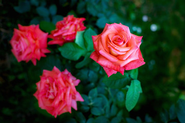 Pink rose blossom