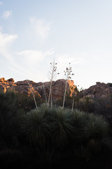 Yucca plants in front of rocks lit up at sunset at Hueco Tanks, Texas. 