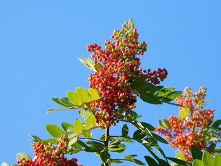 Fruit of the mastic tree, or Pistacia lentiscus, and a wasp, in Attica, Greece
