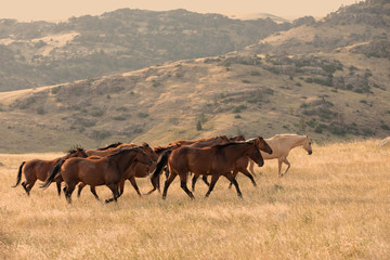 Fototapeta premium Horse Herd