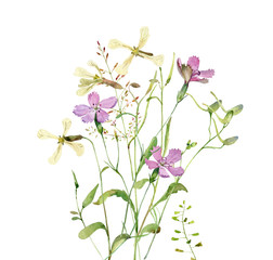 Fototapeta na wymiar Watercolor wild flowers on a white background