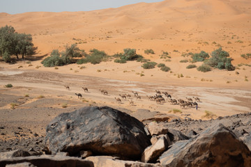 Kamelherde in der W&uuml;ste