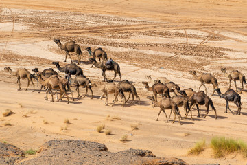 Fototapeta na wymiar Kamel in der Wüste