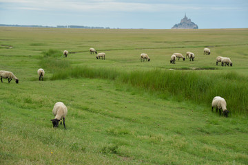モンサンミッシェルと羊