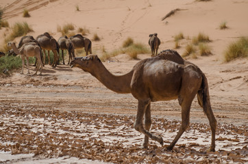 Kamel in der W&uuml;ste