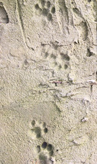 Background beige plaster on the wall. plaster bark beetle. home wall, textures for photo, creativity and design. Plaster with small specks and textures