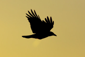 Black raven at dawn of the sun