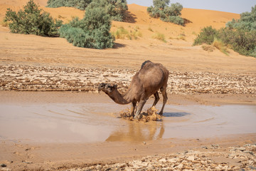 Kamel in der W&uuml;ste