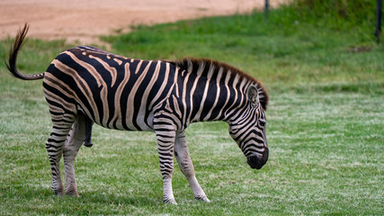 Fototapeta na wymiar Zebra full body shot swishing tail
