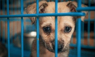 Sad puppy in shelter behind fence waiting to be rescued and adopted to new home. Shelter for animals concept - obrazy, fototapety, plakaty
