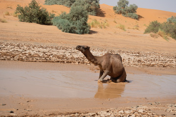 Kamel in der Wüste