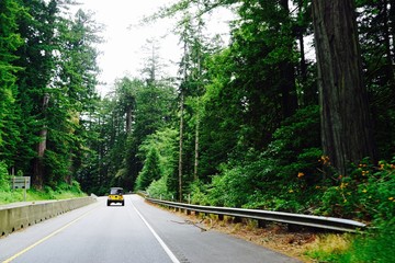 Obraz premium Tree Roads