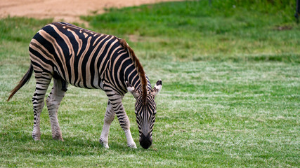 Fototapeta na wymiar Zebra grazing full body shot solo