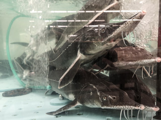 Sturgeon fish in the aquarium