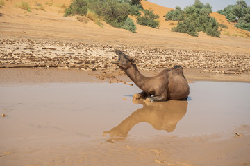 Kamel in der W&uuml;ste