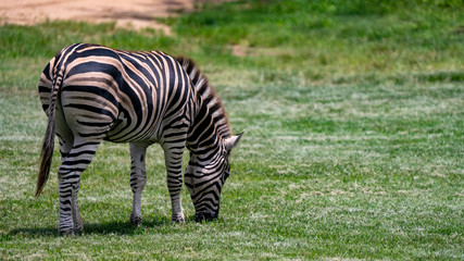 Fototapeta na wymiar Zebra grazing on grass full body shot