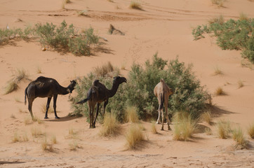 Kamel in der W&uuml;ste