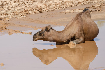 Kamel in der W&uuml;ste