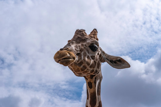 Image of a giraffe head on sky background. Wild animals.