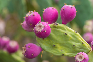 Cactus Opuntia with fruits. Nature background.