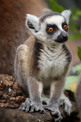 Baby ring-tailed lemur is pose