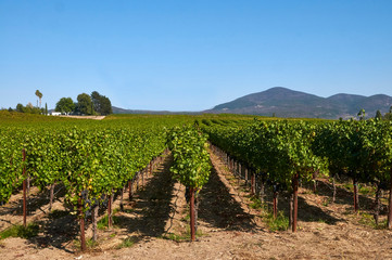 Fototapeta na wymiar vineyard in sonoma california