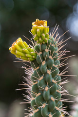 Cactus with sprouts. Nature background.
