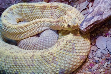 Yellow Snake