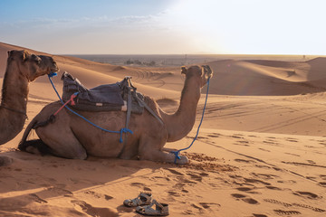 Kamel in der W&uuml;ste