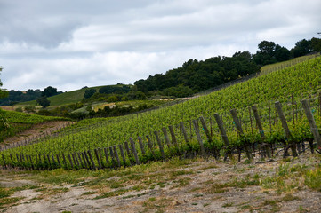 Fototapeta na wymiar Hillside central coast vineyard in California