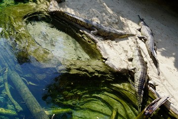 Something in the water